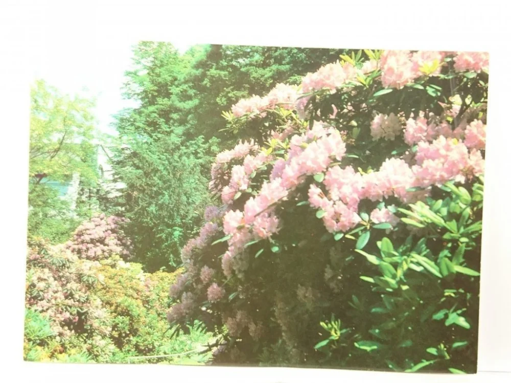 SZCZAWNO ZDRÓJ. KWITNĄCE RODODENDRONY Oferta czasowa