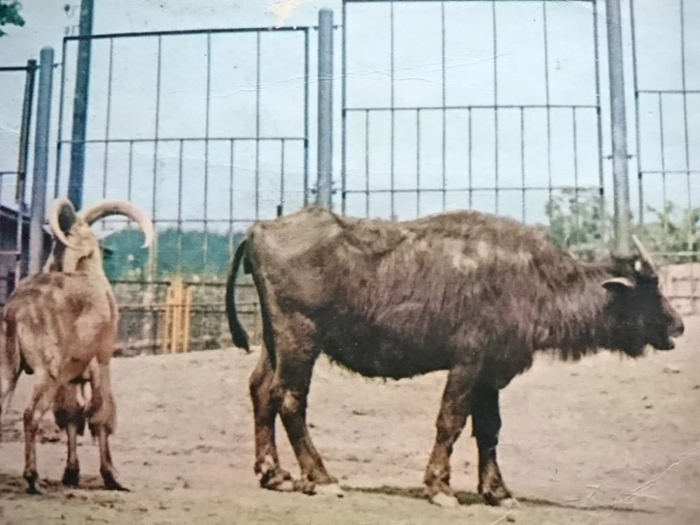 Tylko do końca tygodnia ŚLĄSKI OGRÓD ZOOLOGICZNY. BAWÓŁ... FOT. KACZYŃSKI
