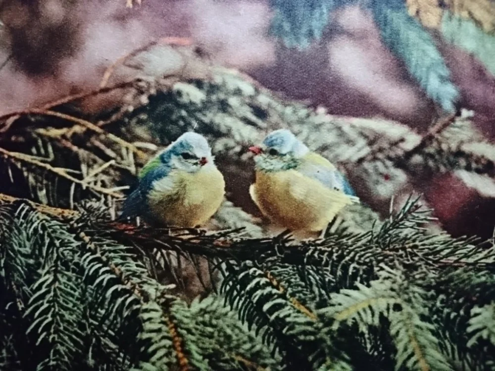 ŚWIĘTOKRZYSKI PARK NARODOWY. SIKORA..FOT SIUDOWSKI Kup teraz