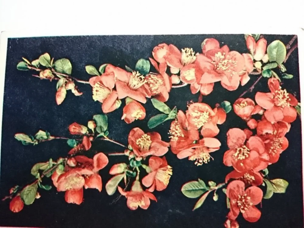 Szybka wysyłka JAPONICA - LATIN NAME CHAENOMELES JAPONICA AN